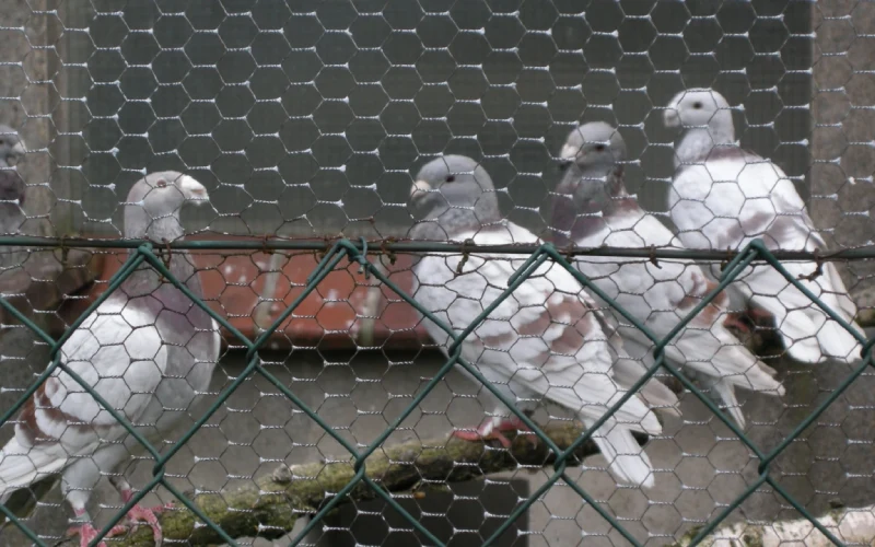 pigeon safety nets in hitech city